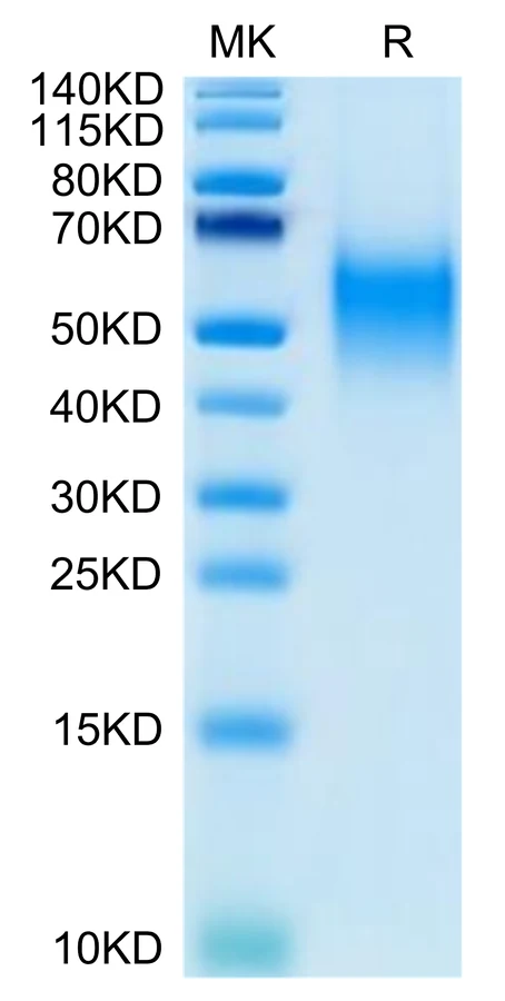 CD80-HB001 Bis-Tris-PAGE-white result