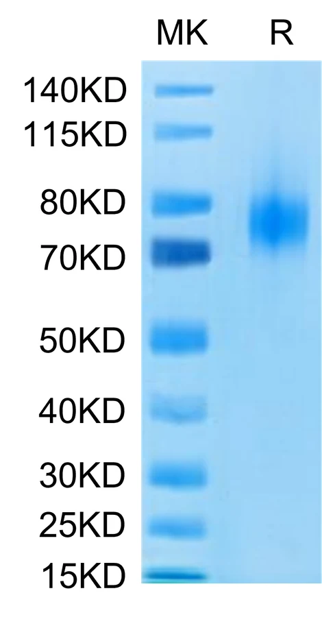 CD80-HF001 Bis-Tris-PAGE-white result