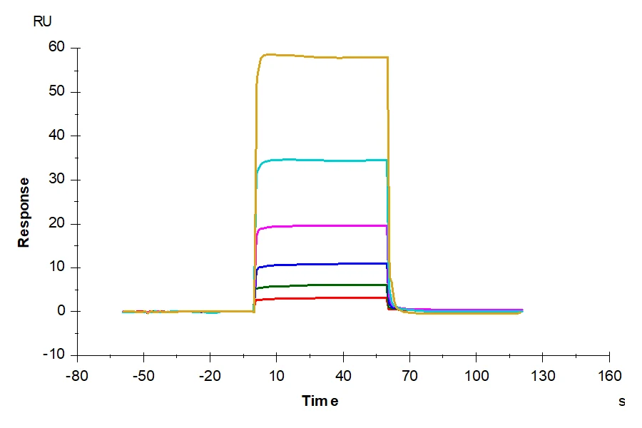 CD80-HF001 SPR result