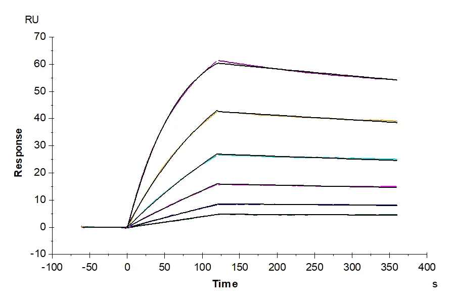 CD81-HB001 SPR result