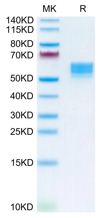 CD83-HF001 Bis-Tris-PAGE-white result