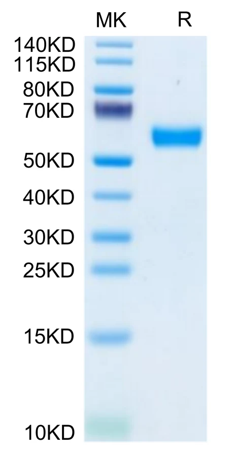 CD83-MF001 Bis-Tris-PAGE-white result