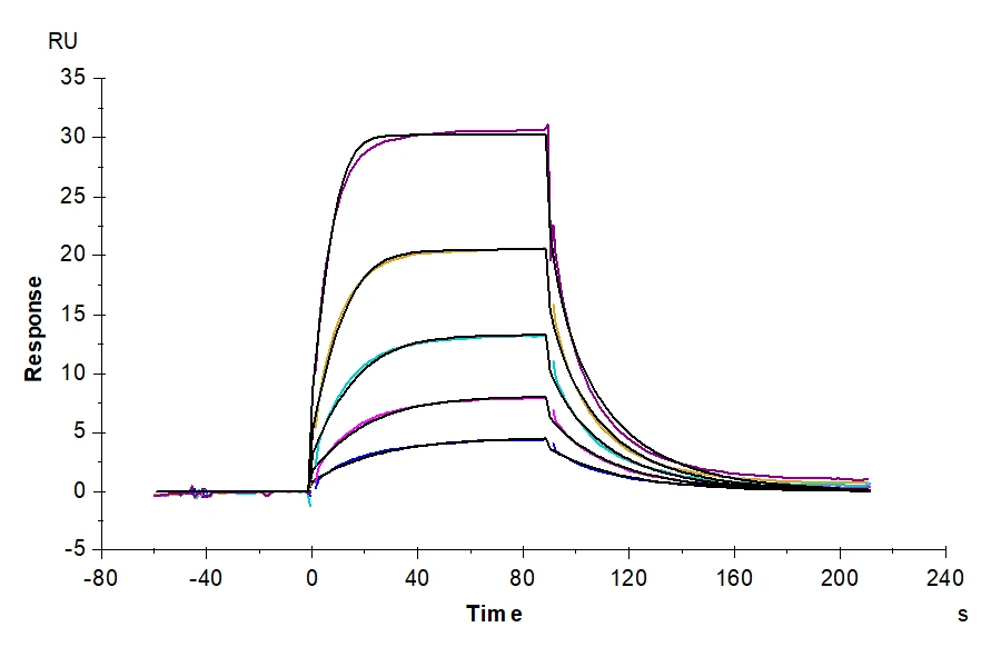 CD86-CP001 SPR result