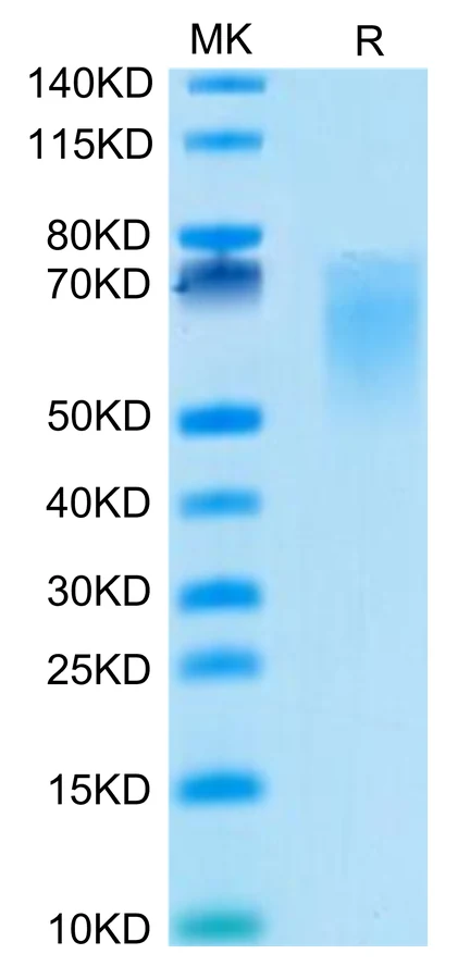CD86-CP002 Bis-Tris-PAGE-white result