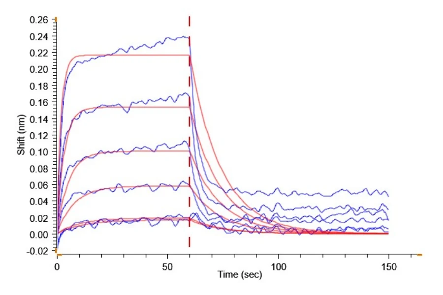 CD86-HB001 BLI result