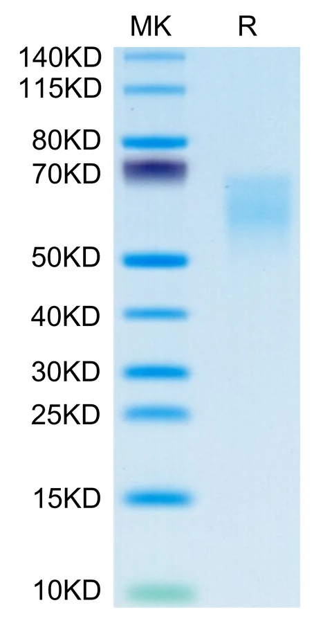 CD86-HB001 Bis-Tris-PAGE-white result