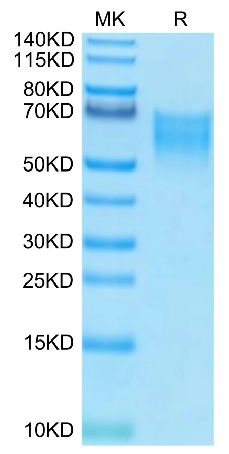 CD86-HB002 Bis-Tris-PAGE-white result