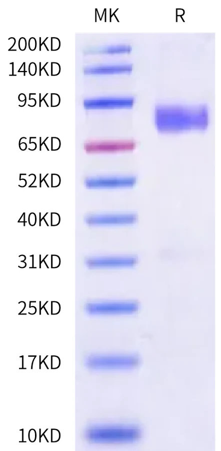 CD86-HP002 Bis-Tris-PAGE-white result