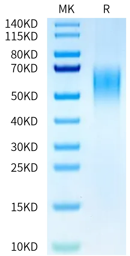 CD86-MP001 Bis-Tris-PAGE-white result