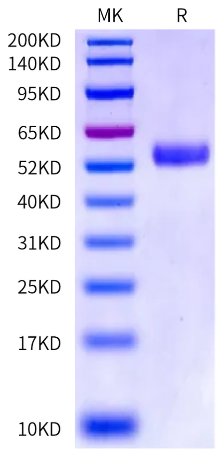 CD8AB-HF001 Bis-Tris-PAGE-white result