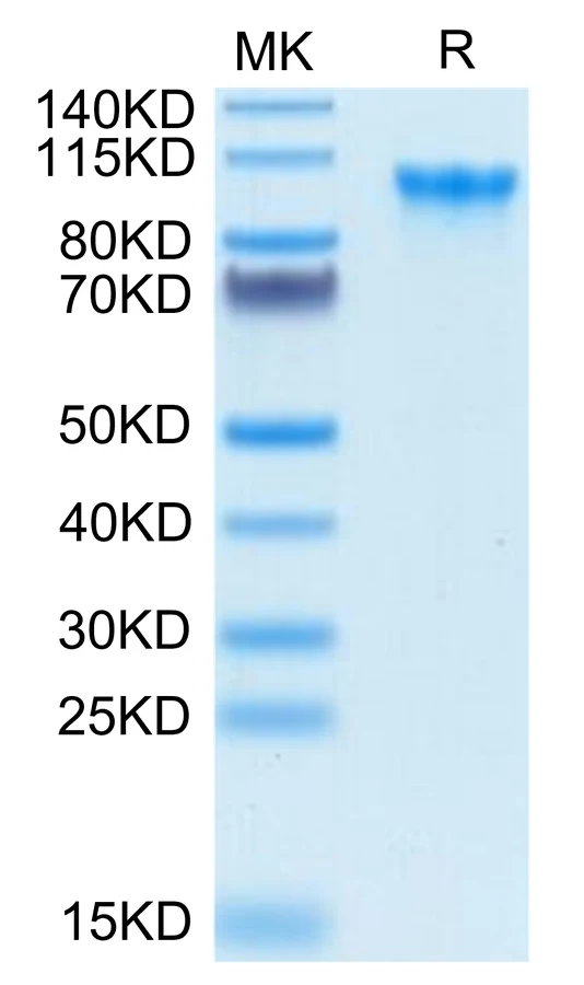 CD93-HB001 Bis-Tris-PAGE-white result