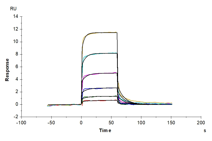 CD93-HB001 SPR result