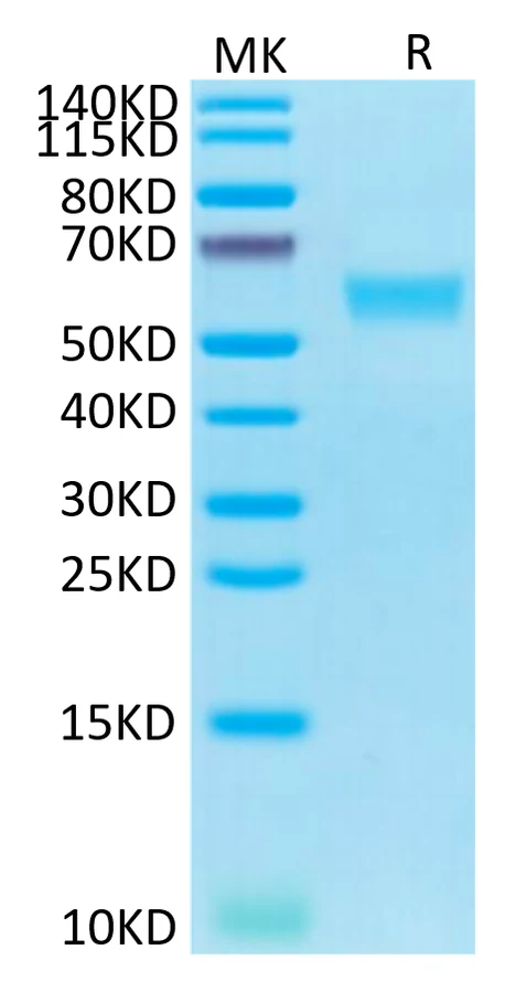 CD95-HF001 Bis-Tris-PAGE-white result