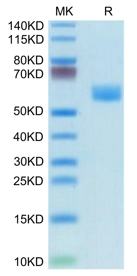 CD95-MF001 Bis-Tris-PAGE-white result