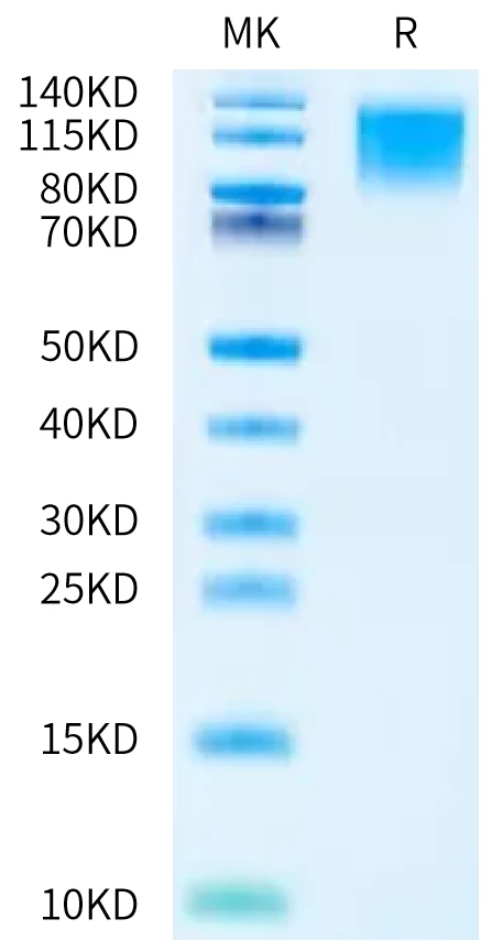 CD96-HB001 Bis-Tris-PAGE-white result