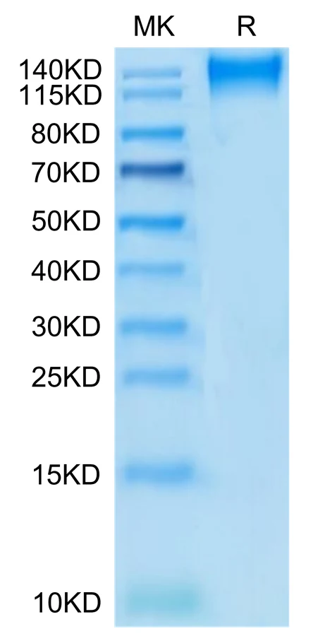 CD96-HF001 Bis-Tris-PAGE-white result