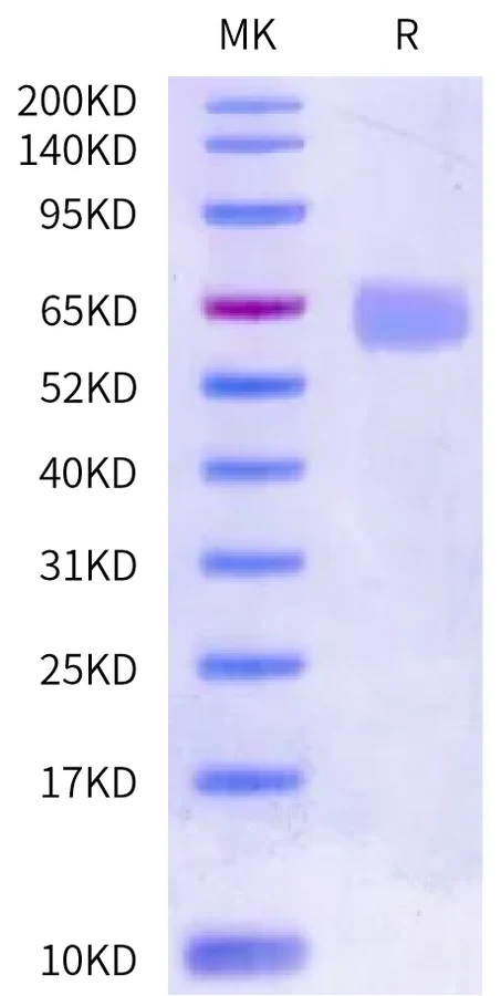 CD98-CB003 Bis-Tris-PAGE-white result