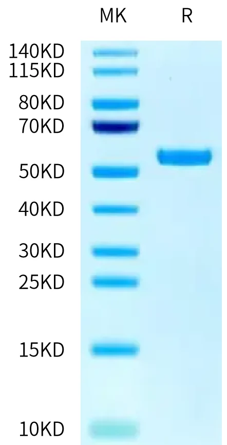 CD98-HB003 Bis-Tris-PAGE-white result