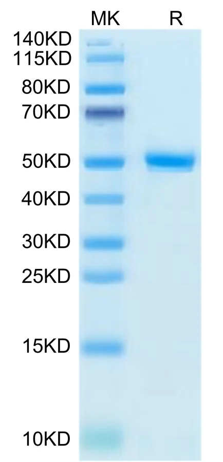 CD99-HF001 Bis-Tris-PAGE-white result