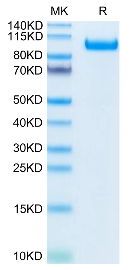CDCP1-CB001 Bis-Tris-PAGE-white result