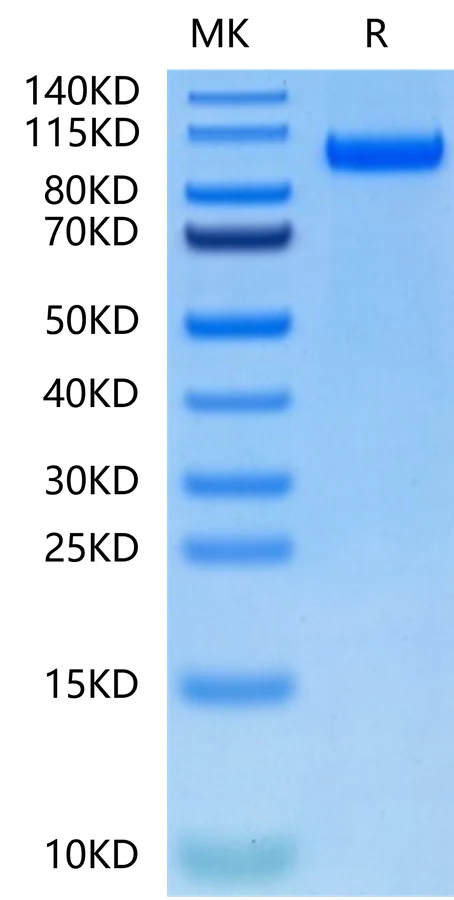 CDCP1-HB001 Bis-Tris-PAGE-white result