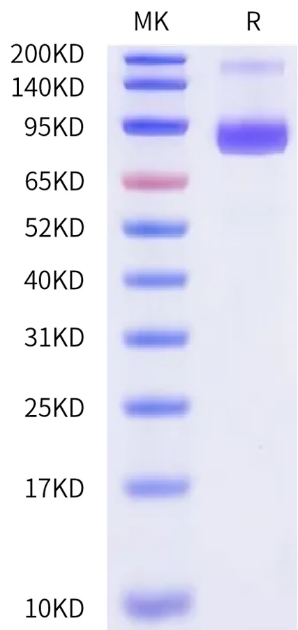 CDCP1-HB002 Bis-Tris-PAGE-white result