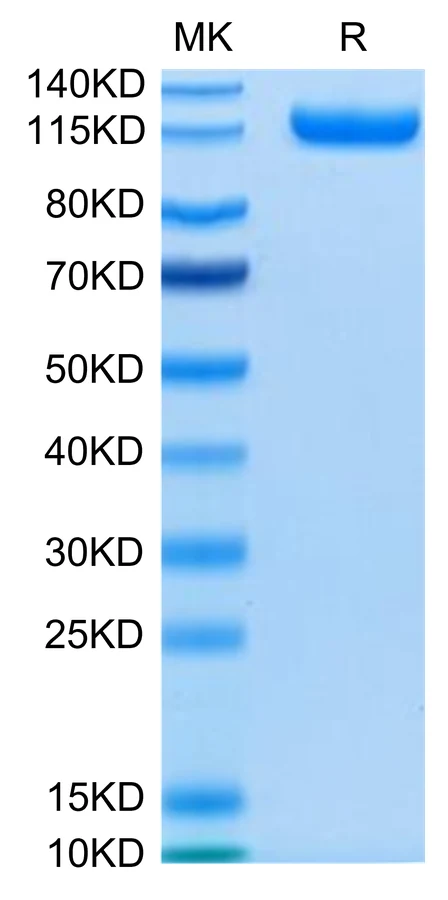 CDCP1-HF001 Bis-Tris-PAGE-white result