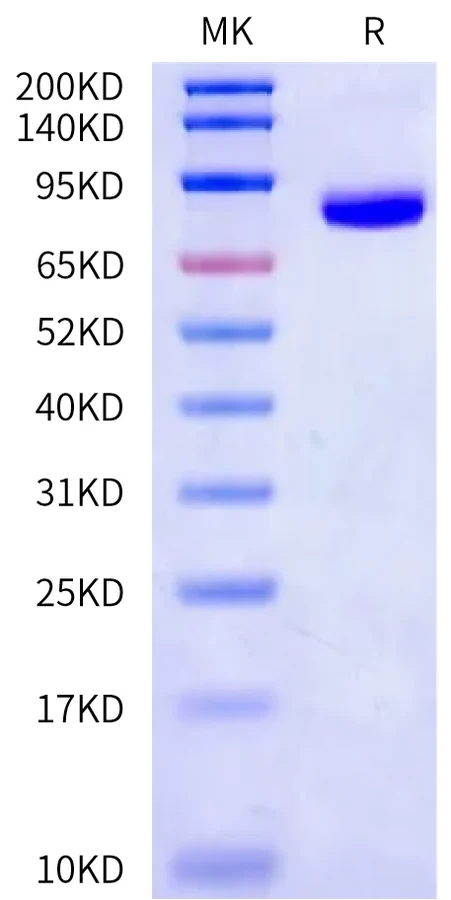CDCP1-HF002 Bis-Tris-PAGE-white result
