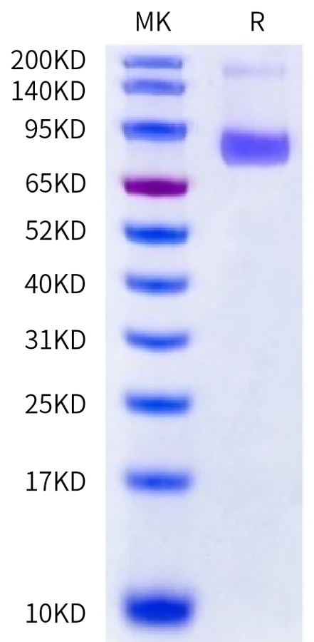 CDCP1-HF003 Bis-Tris-PAGE-white result