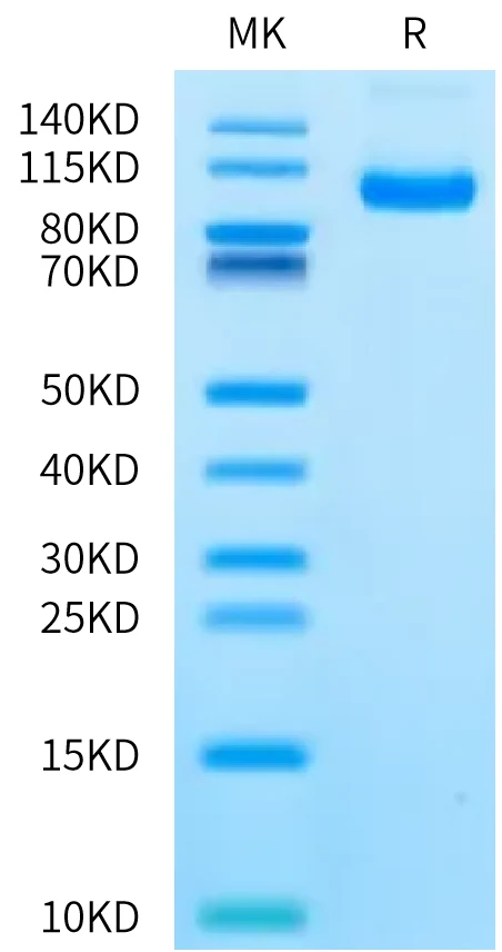 CDCP1-HF004 Bis-Tris-PAGE-white result