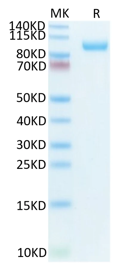CDCP1-MB001 Bis-Tris-PAGE-white result
