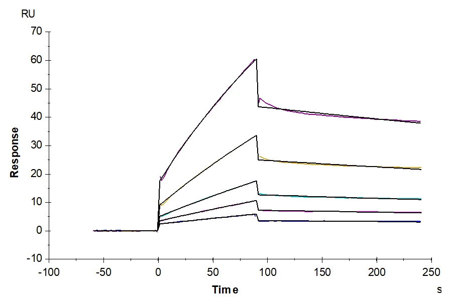 CDCP1-MB001 SPR result