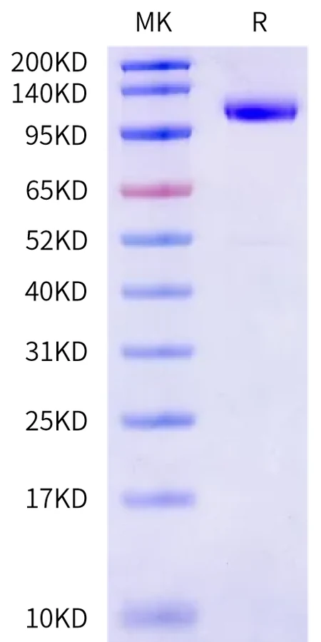 CDH17-CB001 Bis-Tris-PAGE-white result