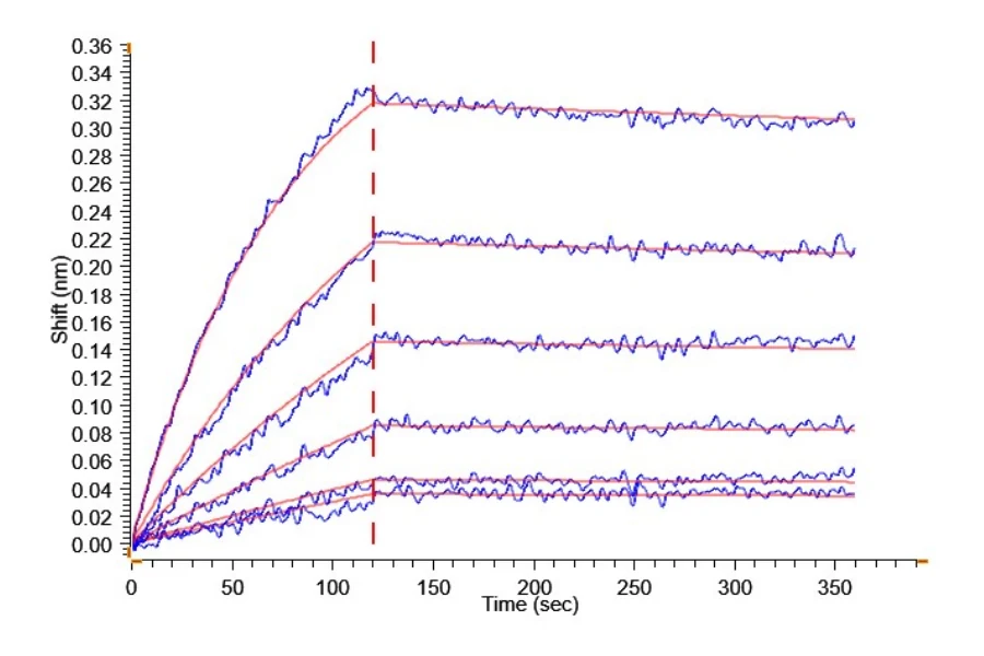 CDH17-HB001 BLI result
