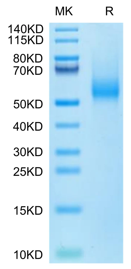 CDH17-HB001 Bis-Tris-PAGE-white result