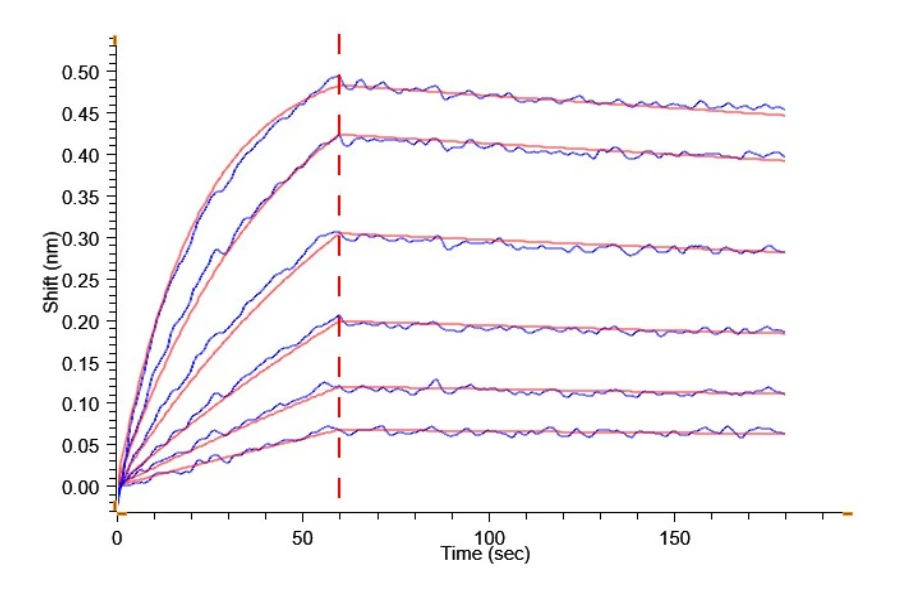 CDH17-HB002 BLI result