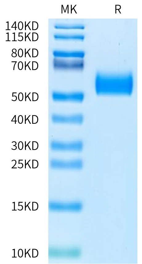 CDH17-HB002 Bis-Tris-PAGE-white result
