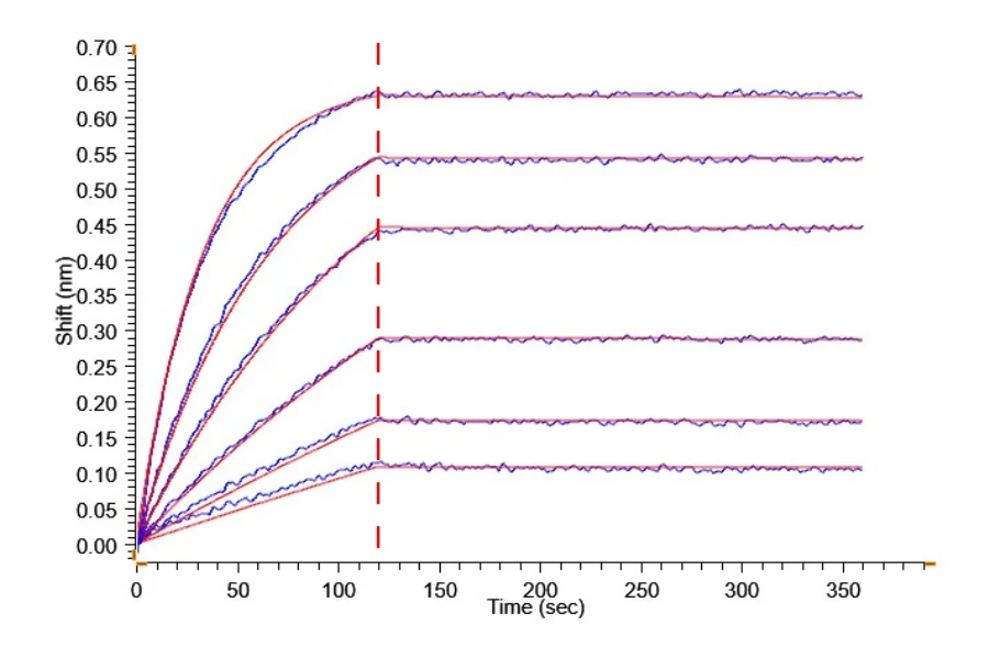 CDH17-HB003 BLI result