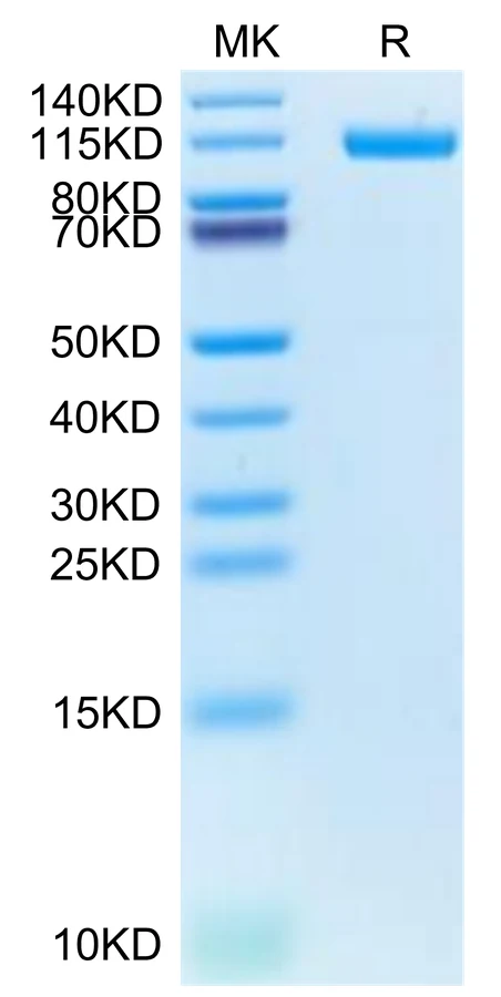 CDH17-HB003 Bis-Tris-PAGE-white result