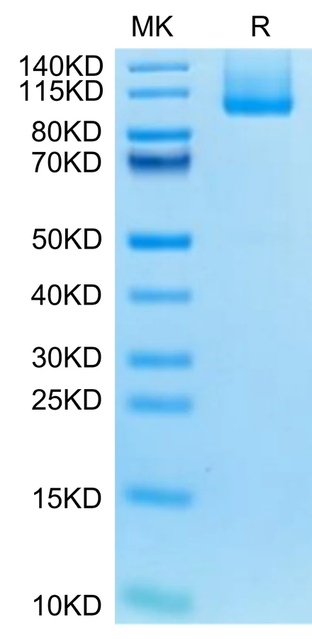 CDH17-MB001 Bis-Tris-PAGE-white result