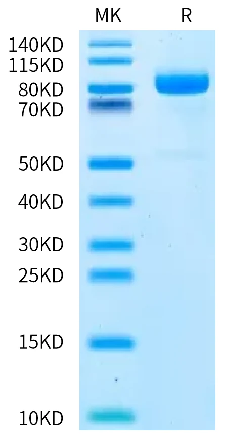 CDH6-HB001 Bis-Tris-PAGE-white result