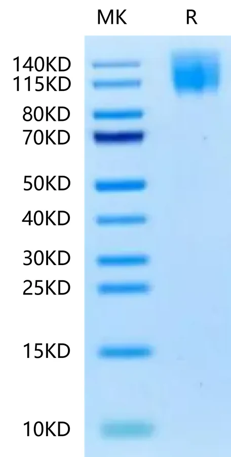 CEACAM5-HB001 Bis-Tris-PAGE-white result
