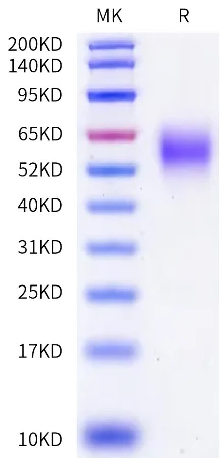 CEACAM5-HB002 Bis-Tris-PAGE-white result