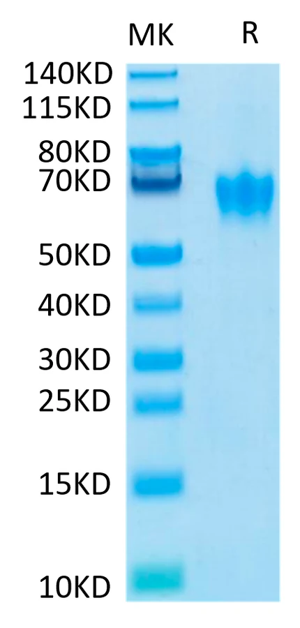 CEACAM6-HB003 Bis-Tris-PAGE-white result