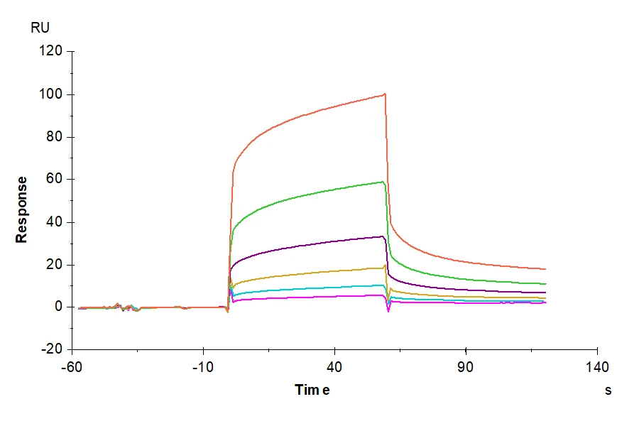CEACAM6-HB003 SPR result