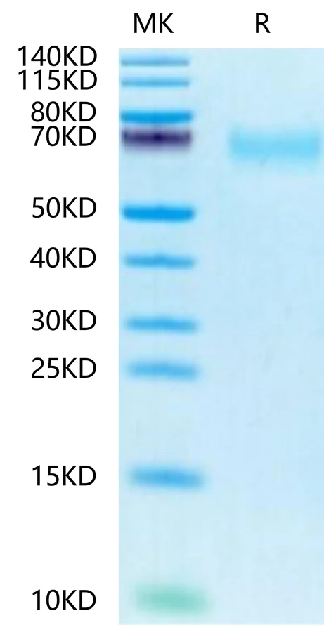 CEACAM8-HB002 Bis-Tris-PAGE-white result