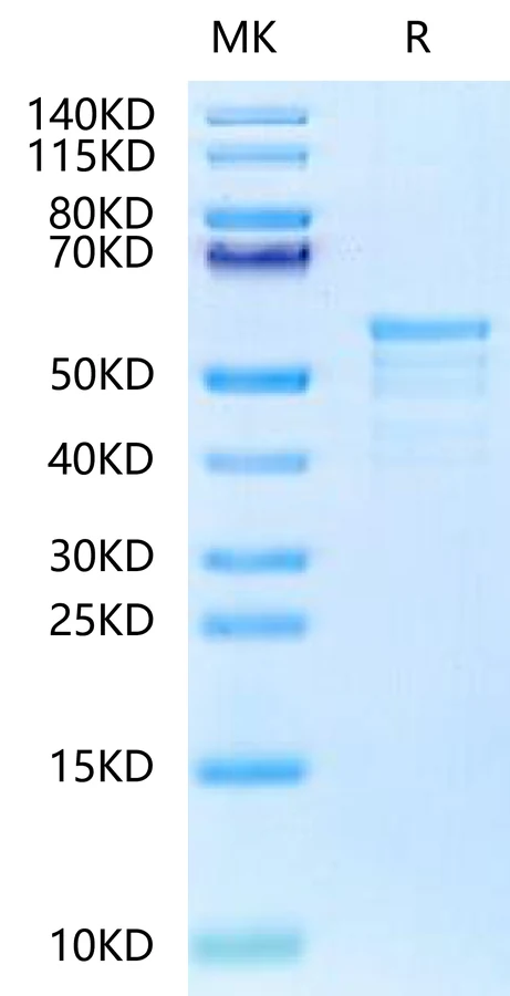 CKAP4-HB001 Bis-Tris-PAGE-white result