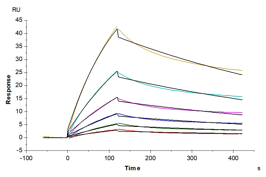CLAUDIN1-HB001 SPR result