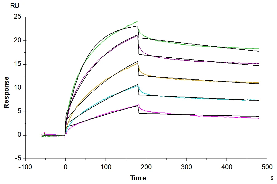 CLDN182-HB003 SPR result