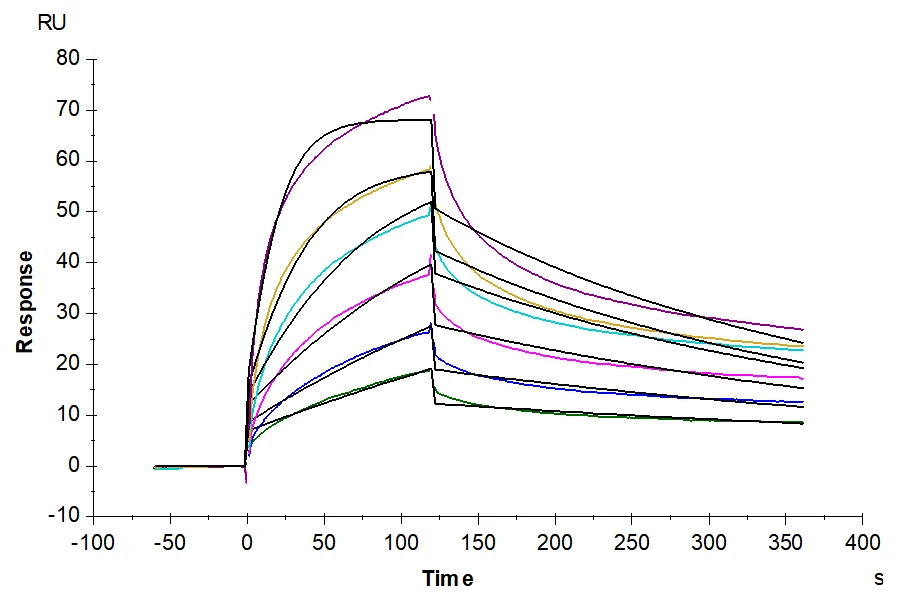 CLDN182-HB004 SPR result